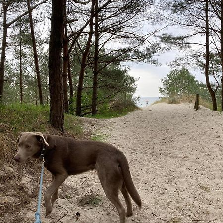 Reet Am Strand Mit Hund Karlshagen Luaran gambar