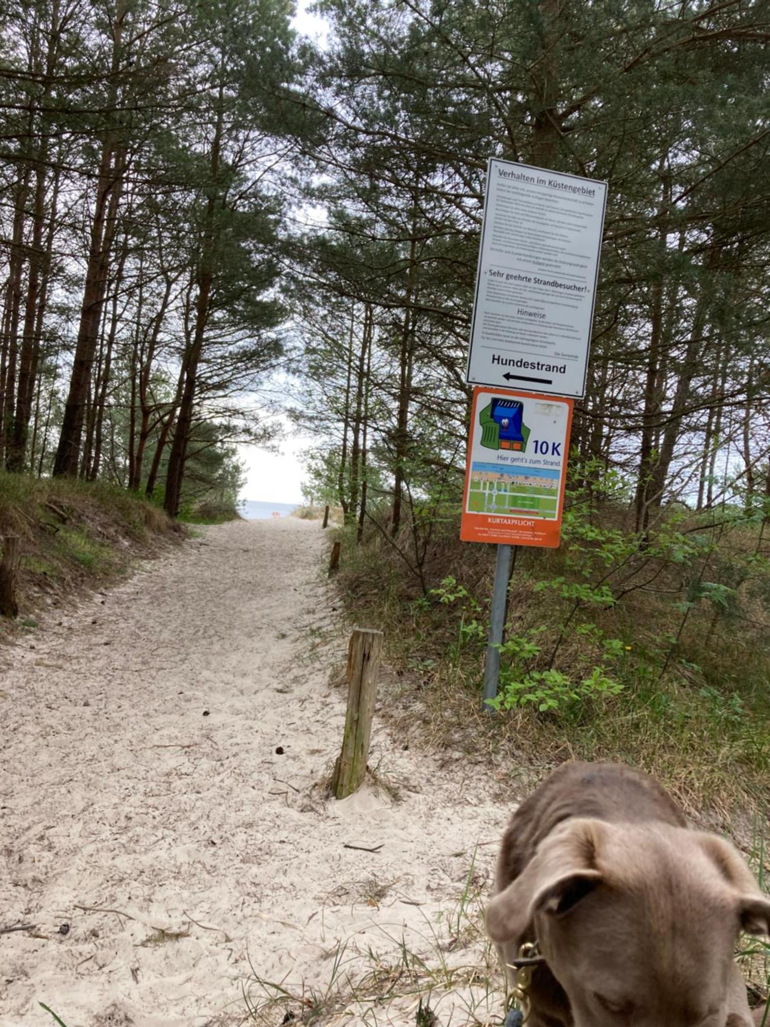 Reet Am Strand Mit Hund Karlshagen Luaran gambar