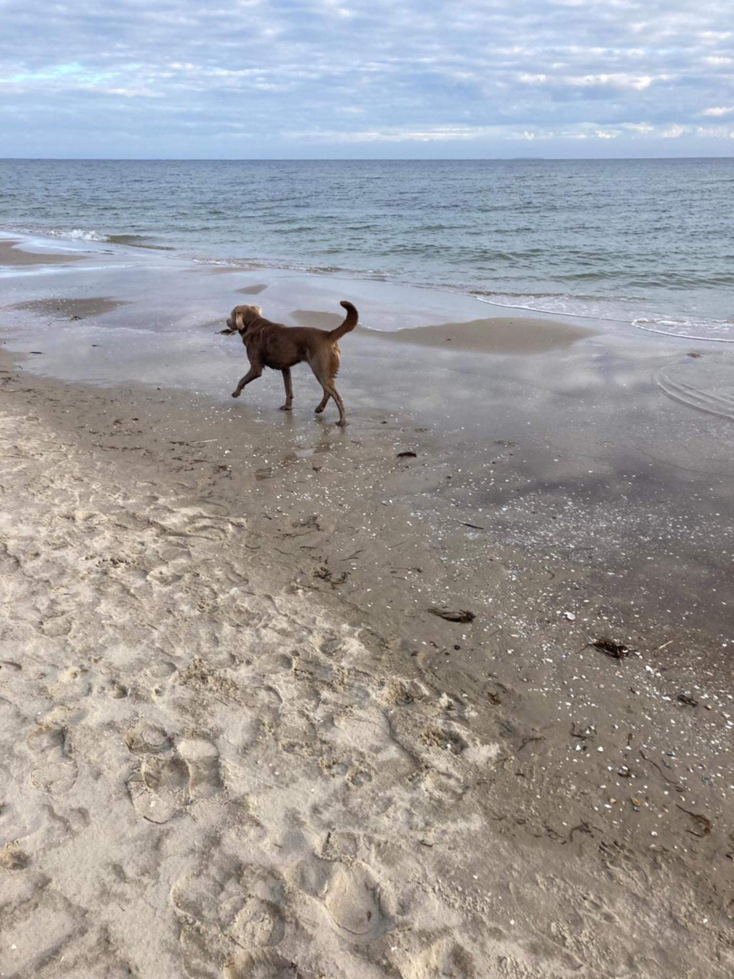 Reet Am Strand Mit Hund Karlshagen Luaran gambar